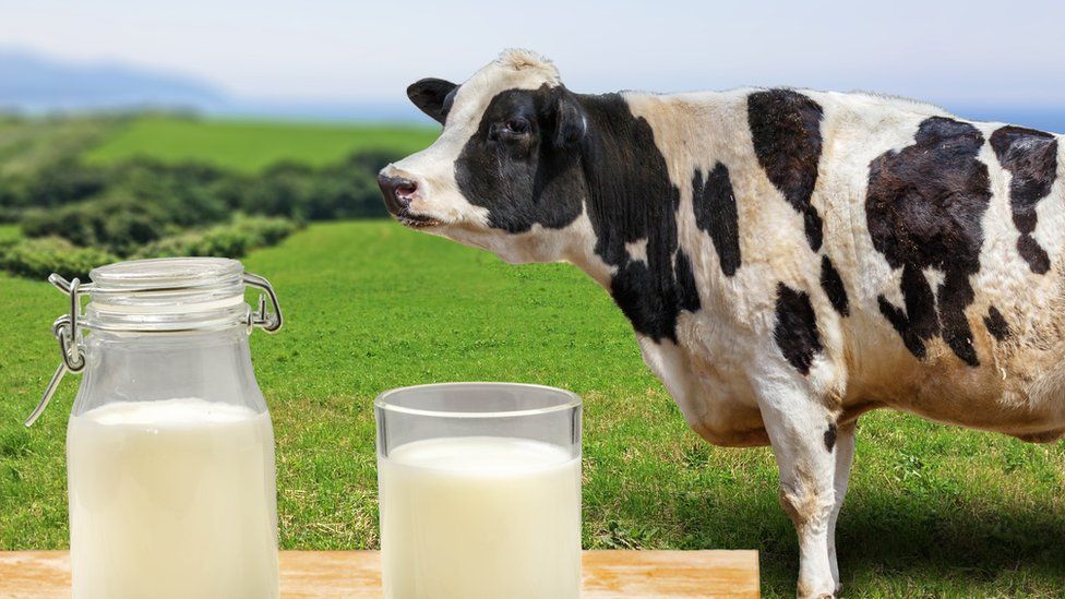 leche de vaca